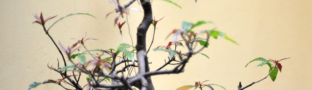 โรงเรียนสารสาสน์วิเทศสมุทรสาคร